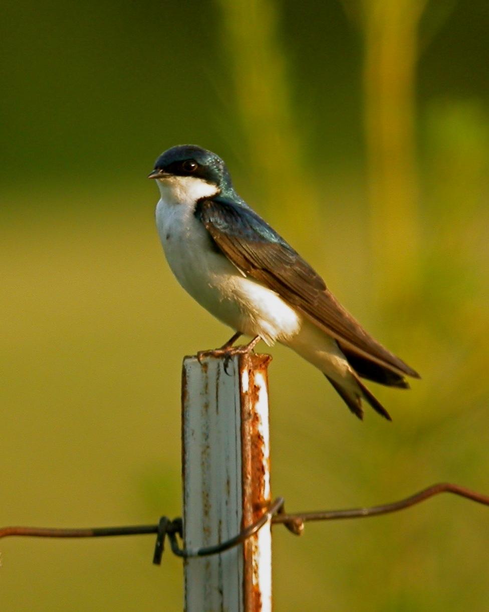 Tree Swallow Photo by Sean Fitzgerald