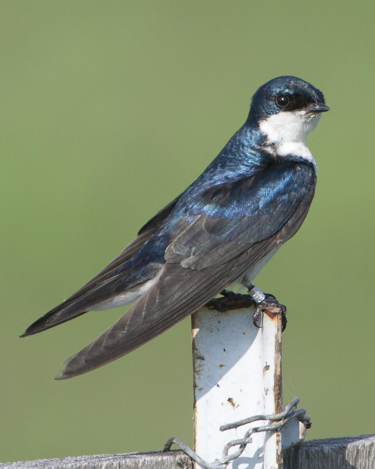 Tree Swallow Photo by Bill Adams