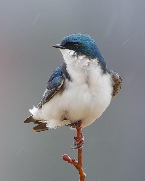 Tree Swallow Photo by Denis Rivard