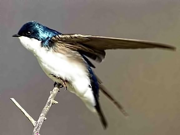 Tree Swallow Photo by Dan Tallman