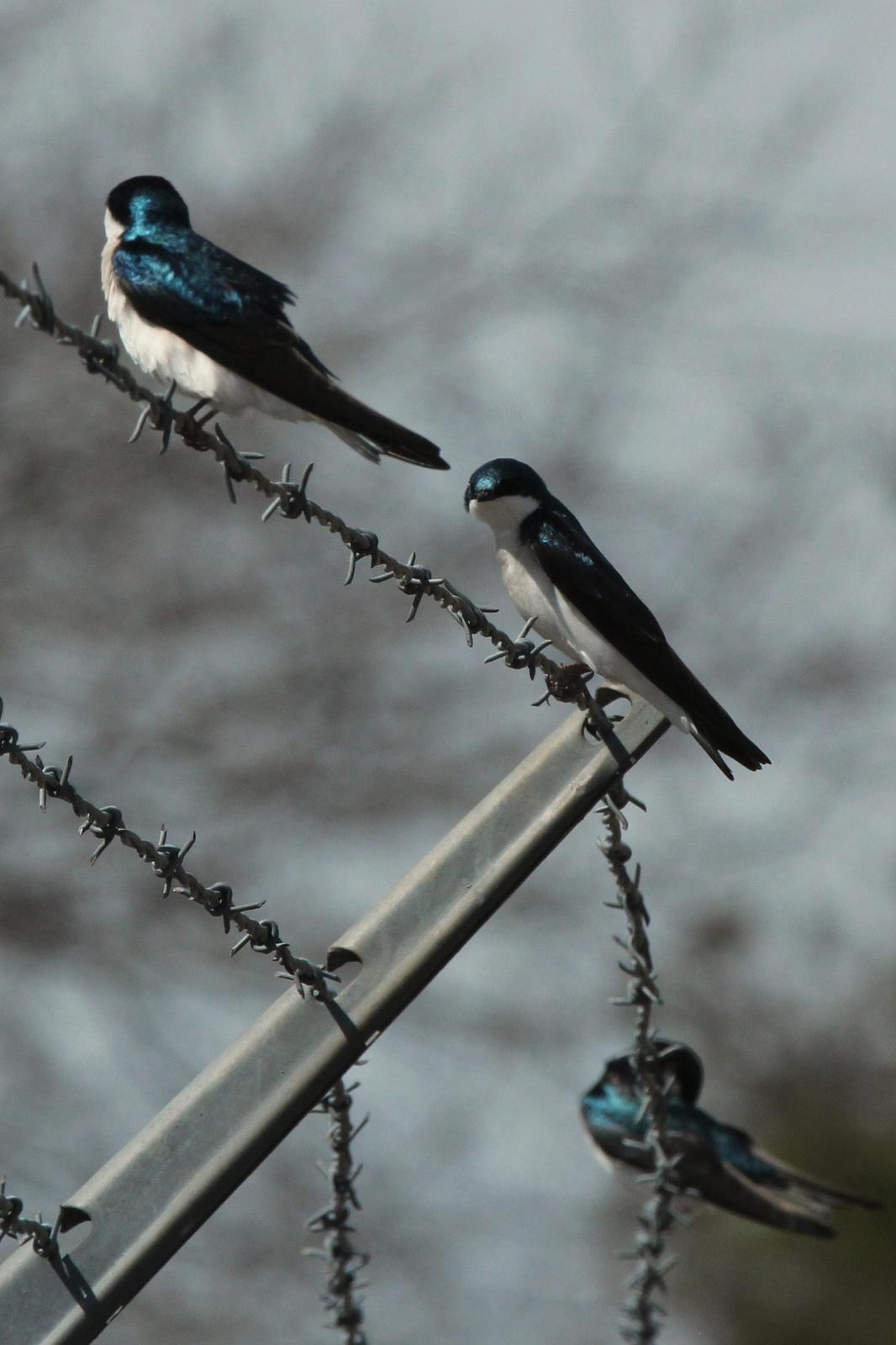 Tree Swallow Photo by Kristy Baker