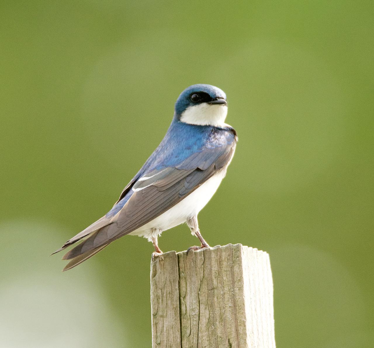 Tree Swallow Photo by Brian Avent