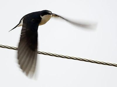 Tree Swallow Photo by Dan Tallman