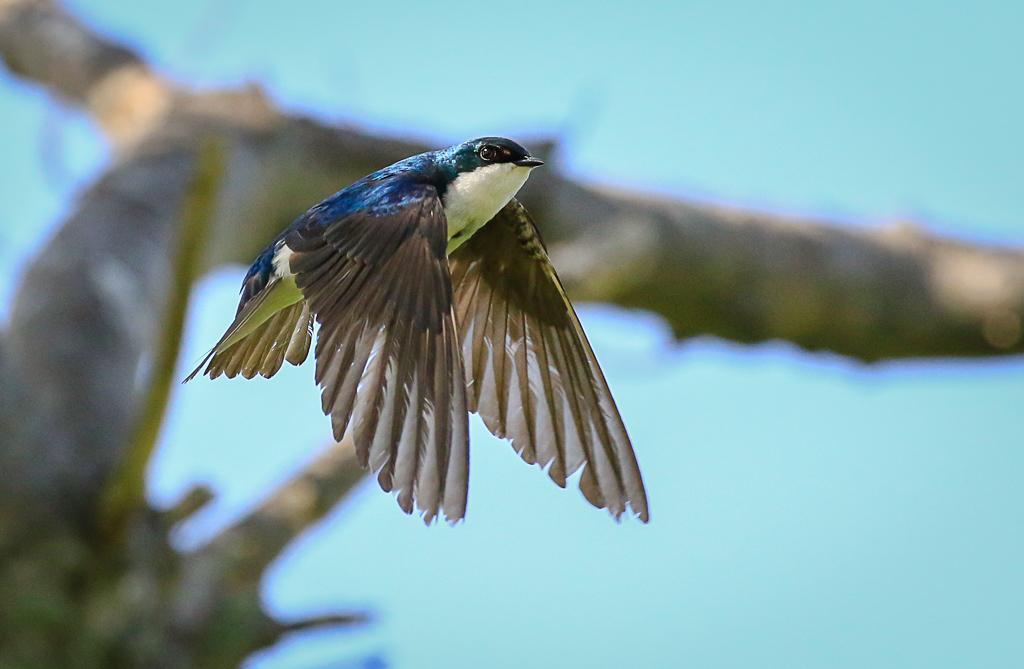 Tree Swallow Photo by Theodore W.  Hatem