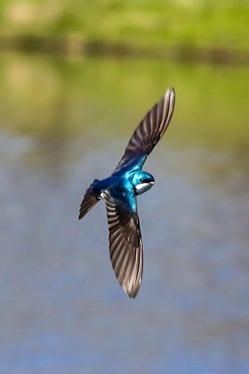 Tree Swallow Photo by Terry Campbell