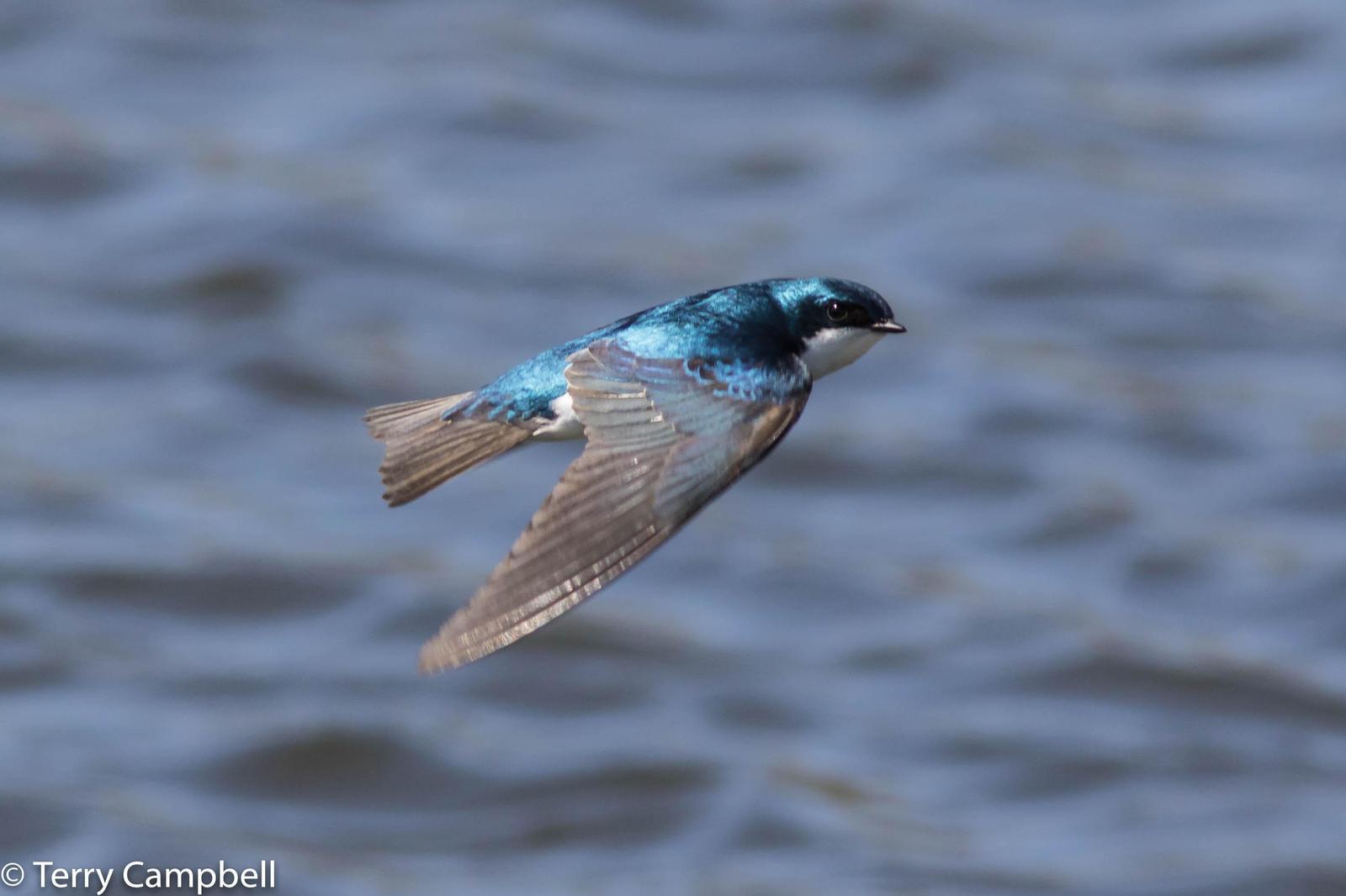 Tree Swallow Photo by Terry Campbell