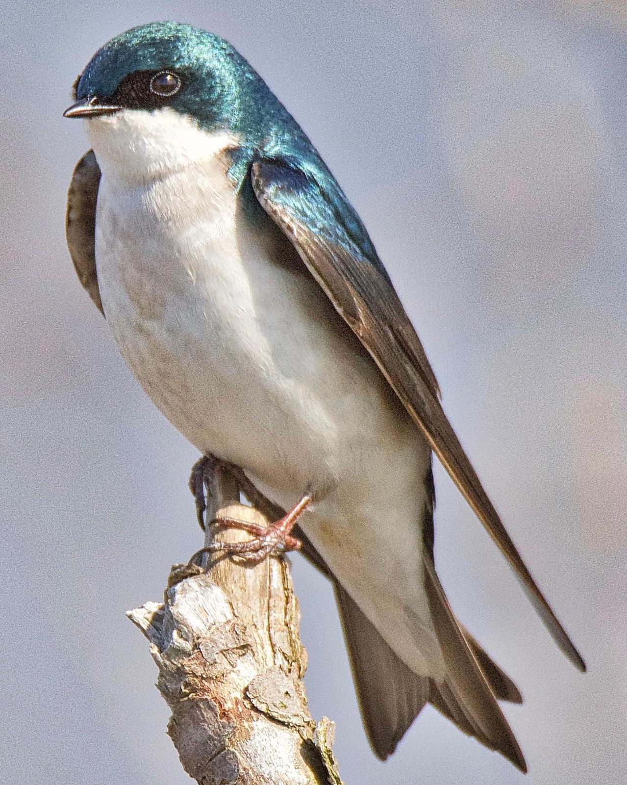 Tree Swallow Photo by Brian Avent