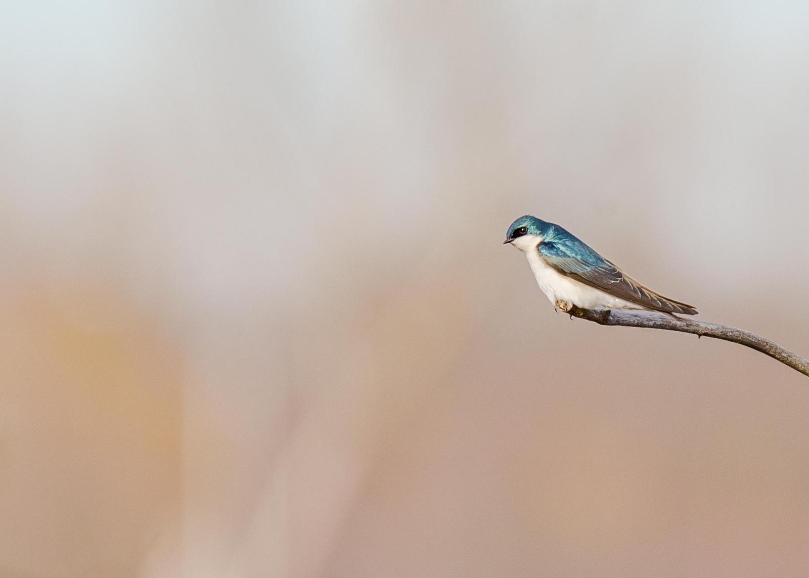 Tree Swallow Photo by Keshava Mysore