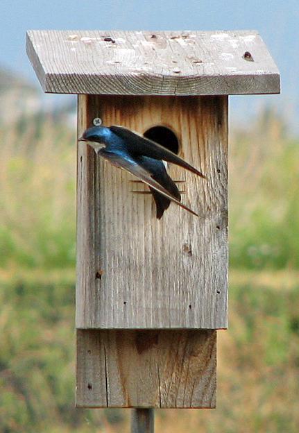 Tree Swallow Photo by Tom Gannon