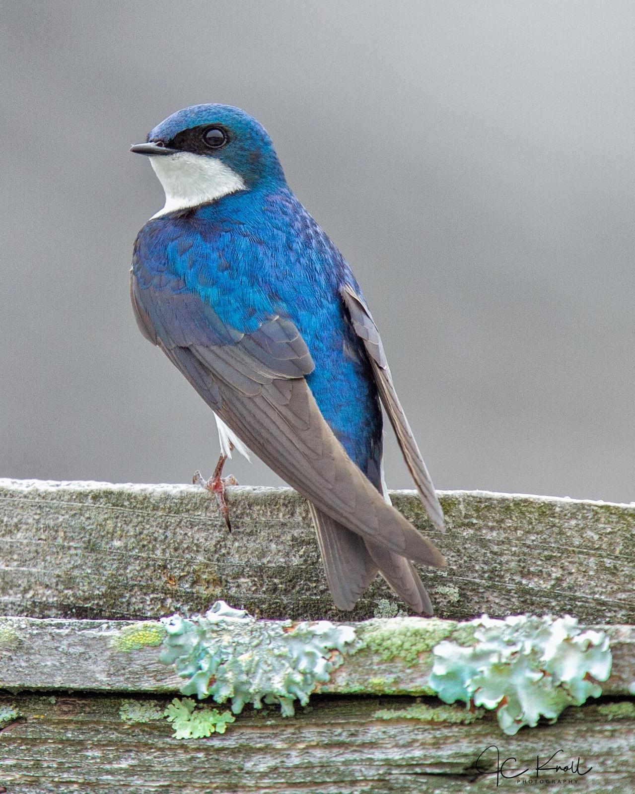 Tree Swallow Photo by JC Knoll