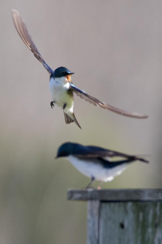 Tree Swallow Photo by Amanda Fulda