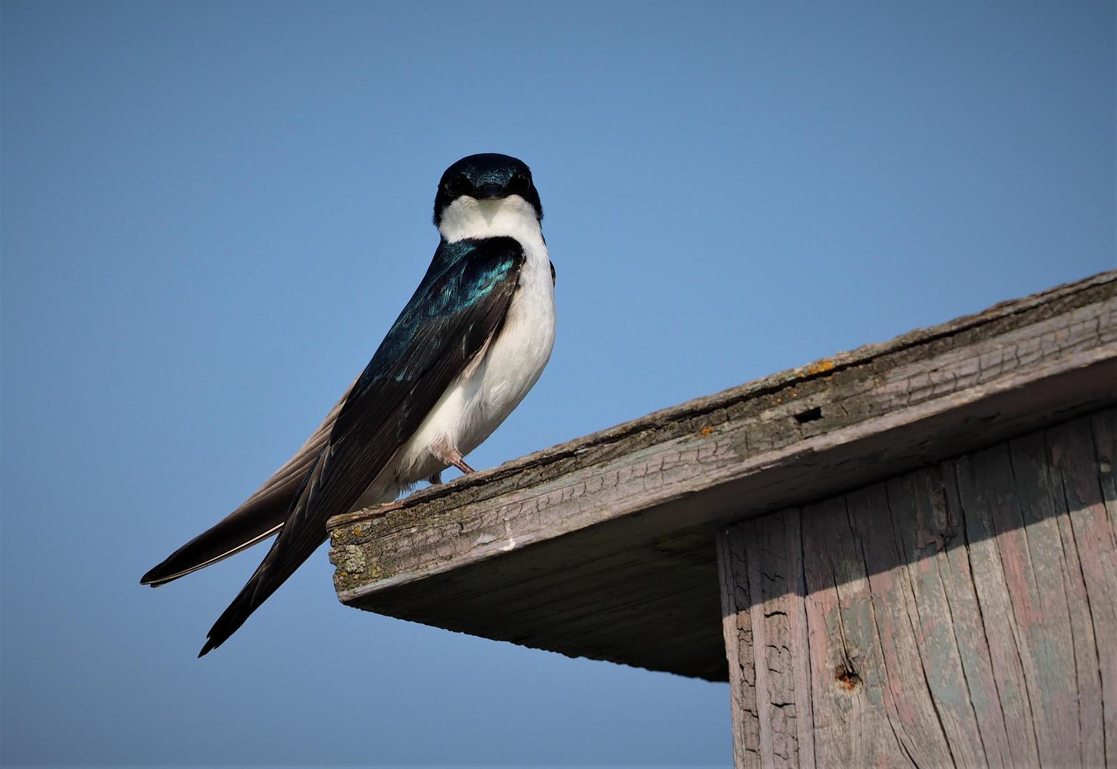 Tree Swallow Photo by Colin Hill