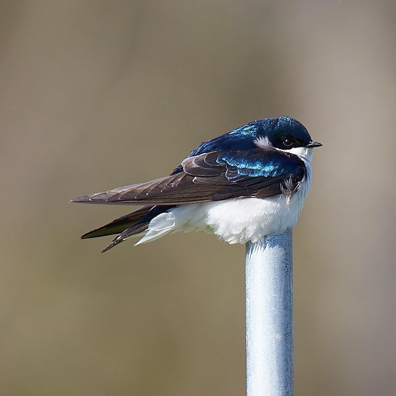 Tree Swallow Photo by Jim Werkowski