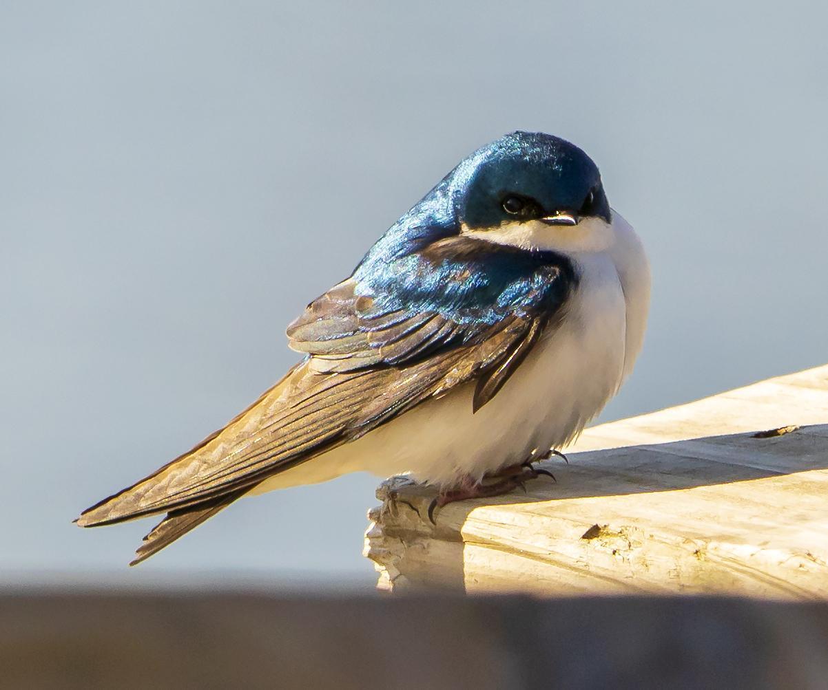 Tree Swallow Photo by Tom Gannon