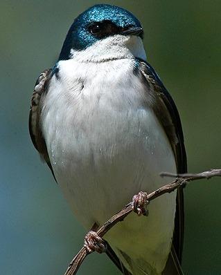 Tree Swallow Photo by Pete Myers