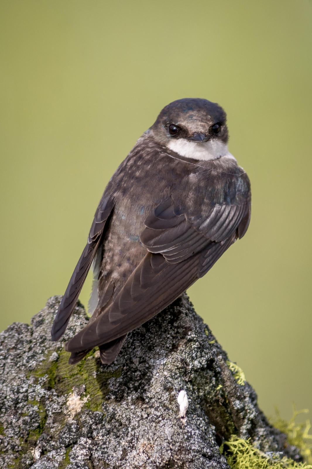 Tree Swallow Photo by Jesse Hodges