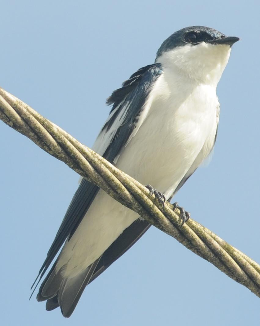 White-winged Swallow Photo by Frantz Delcroix