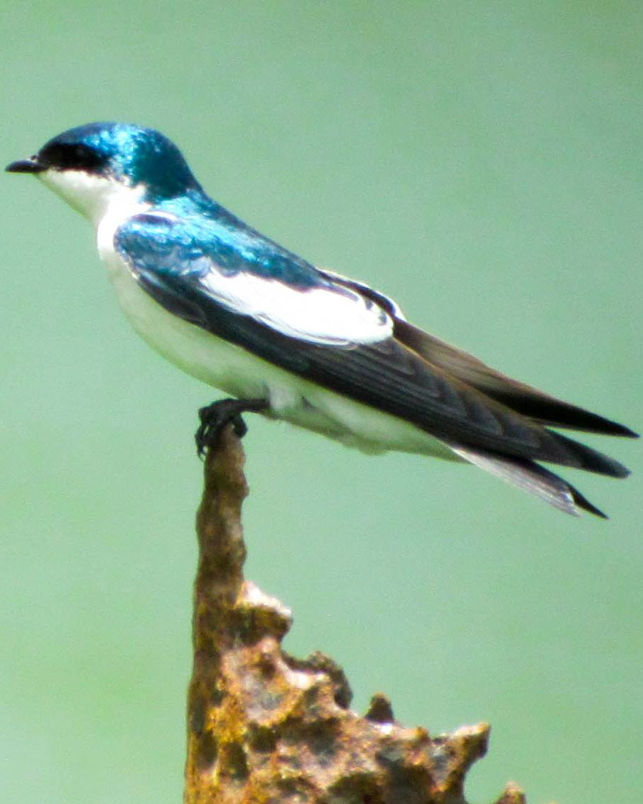 White-winged Swallow Photo by Frantz Delcroix