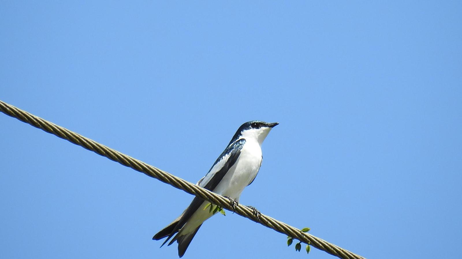 White-winged Swallow Photo by Julio Delgado