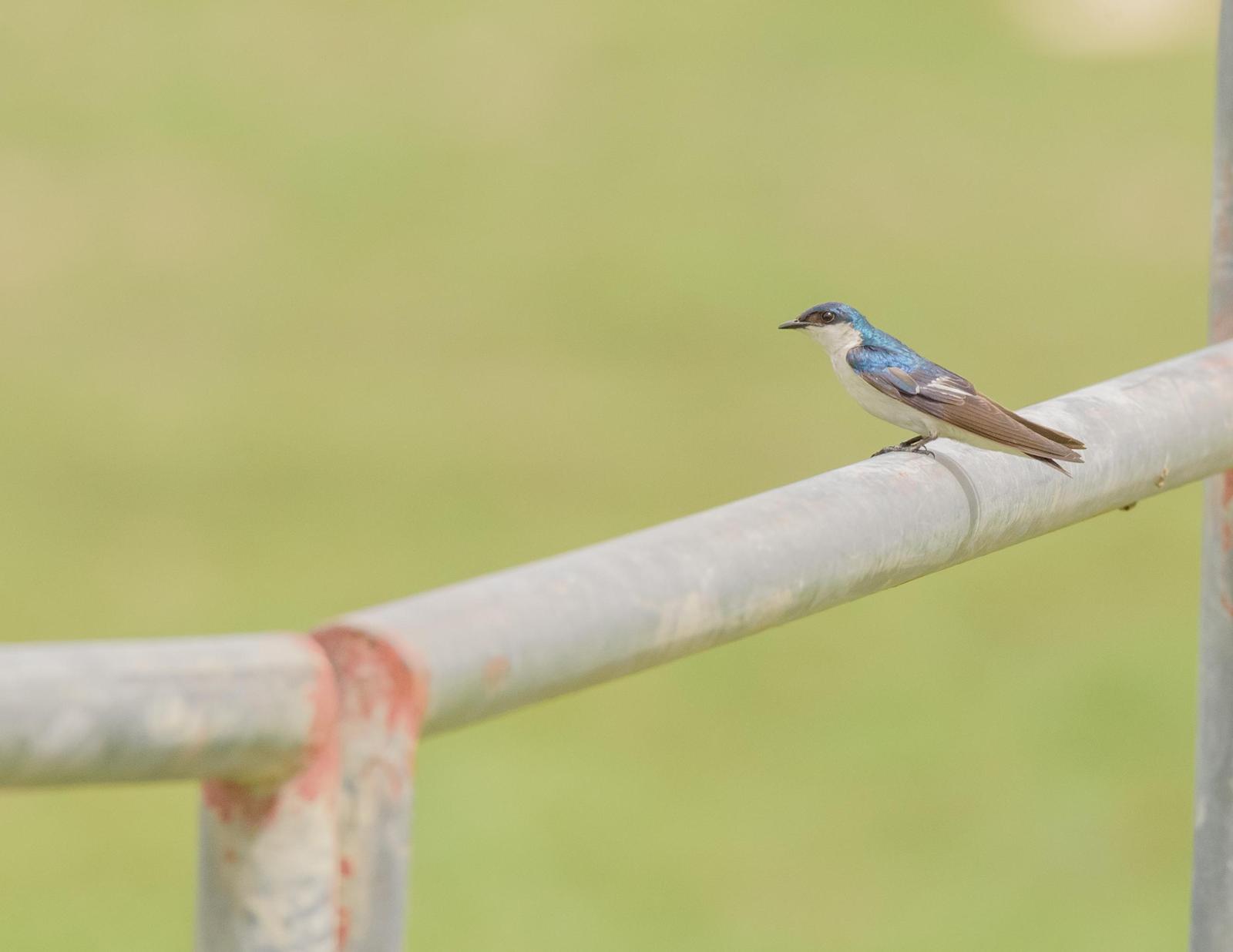 White-winged Swallow Photo by Keshava Mysore