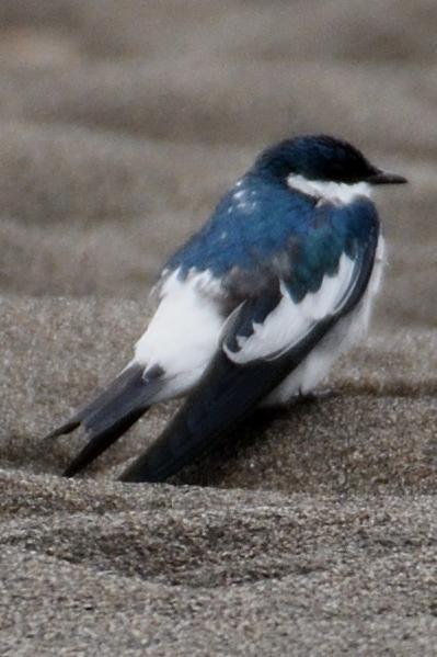 White-winged Swallow Photo by Ann Doty