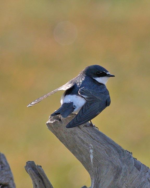 White-rumped Swallow Photo by Peter Boesman
