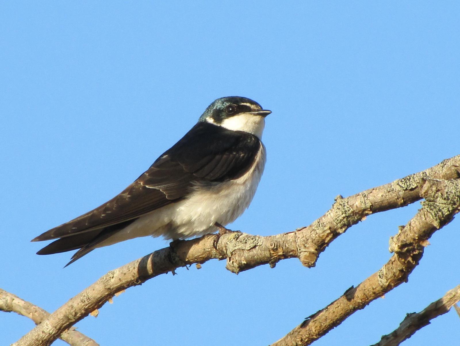 White-rumped Swallow Photo by Jeff Harding