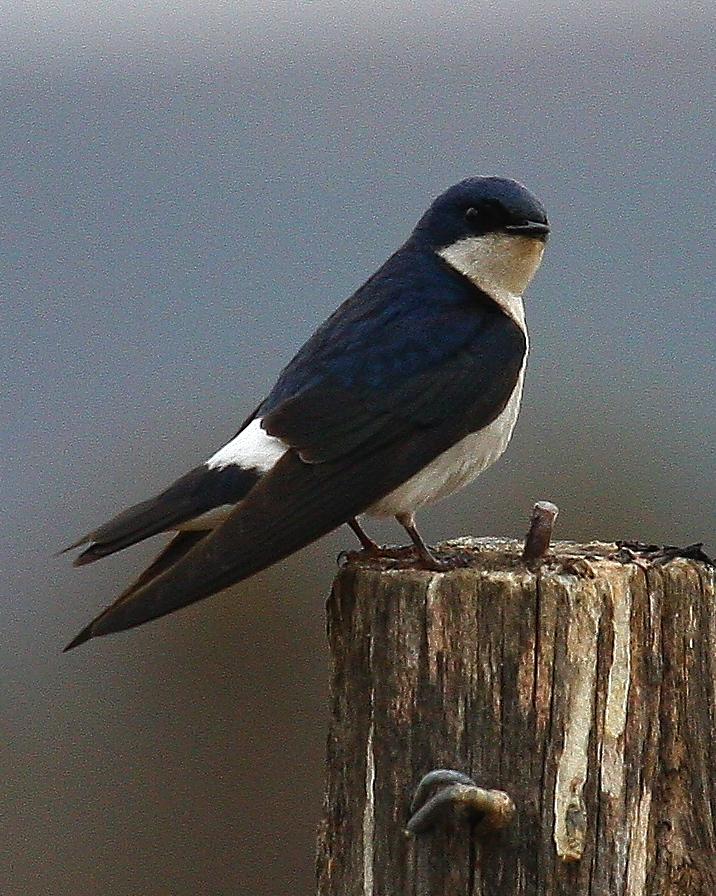 Chilean Swallow Photo by Matthew Brady