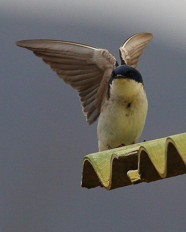 Chilean Swallow Photo by Matthew Brady