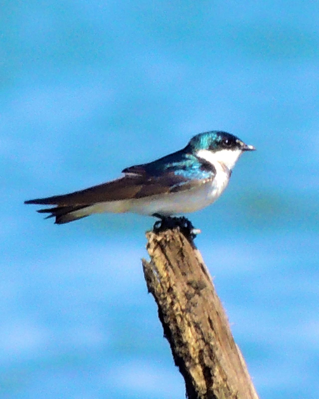 Mangrove Swallow Photo by Andres Duarte
