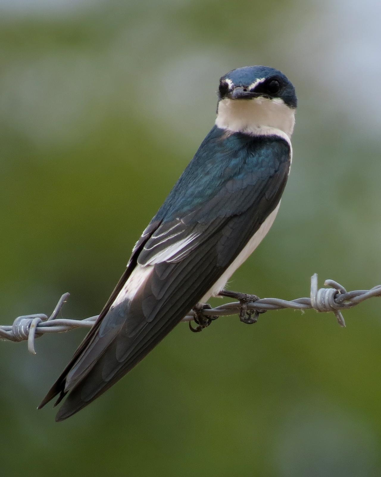 Mangrove Swallow Photo by John van Dort