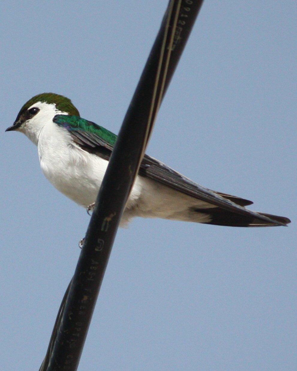 Violet-green Swallow Photo by Andrew Core