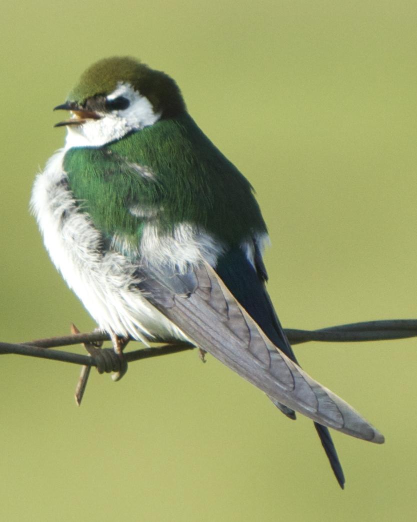 Violet-green Swallow Photo by Mark Baldwin