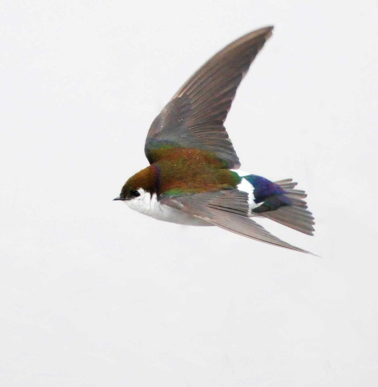 Violet-green Swallow Photo by Steven Mlodinow