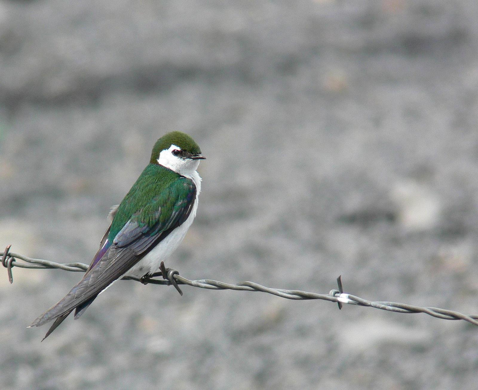 Violet-green Swallow Photo by Steven Mlodinow