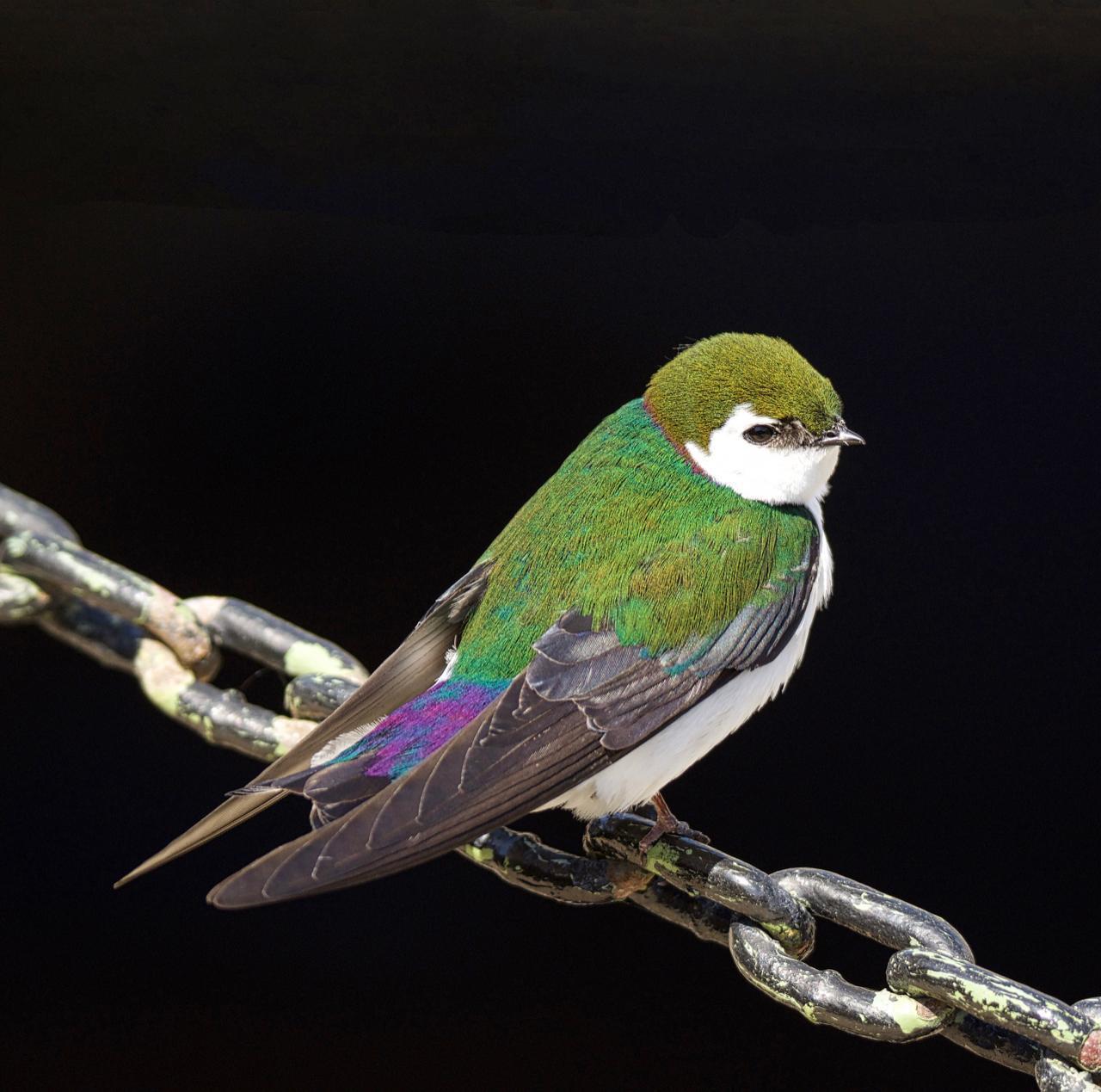 Violet-green Swallow Photo by Brian Avent