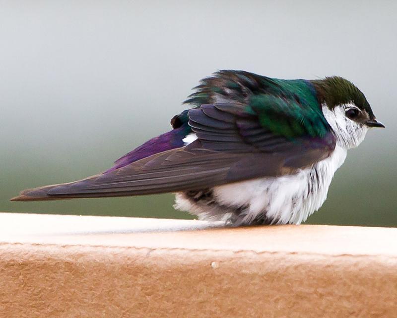 Violet-green Swallow Photo by Ashley Bradford
