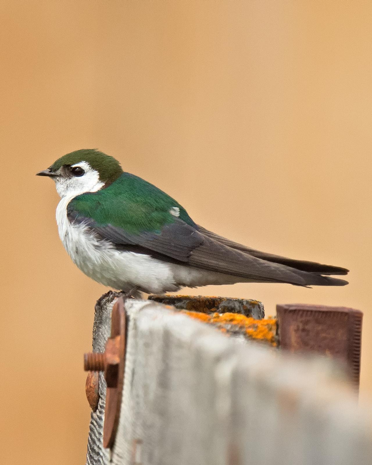 Violet-green Swallow Photo by JC Knoll