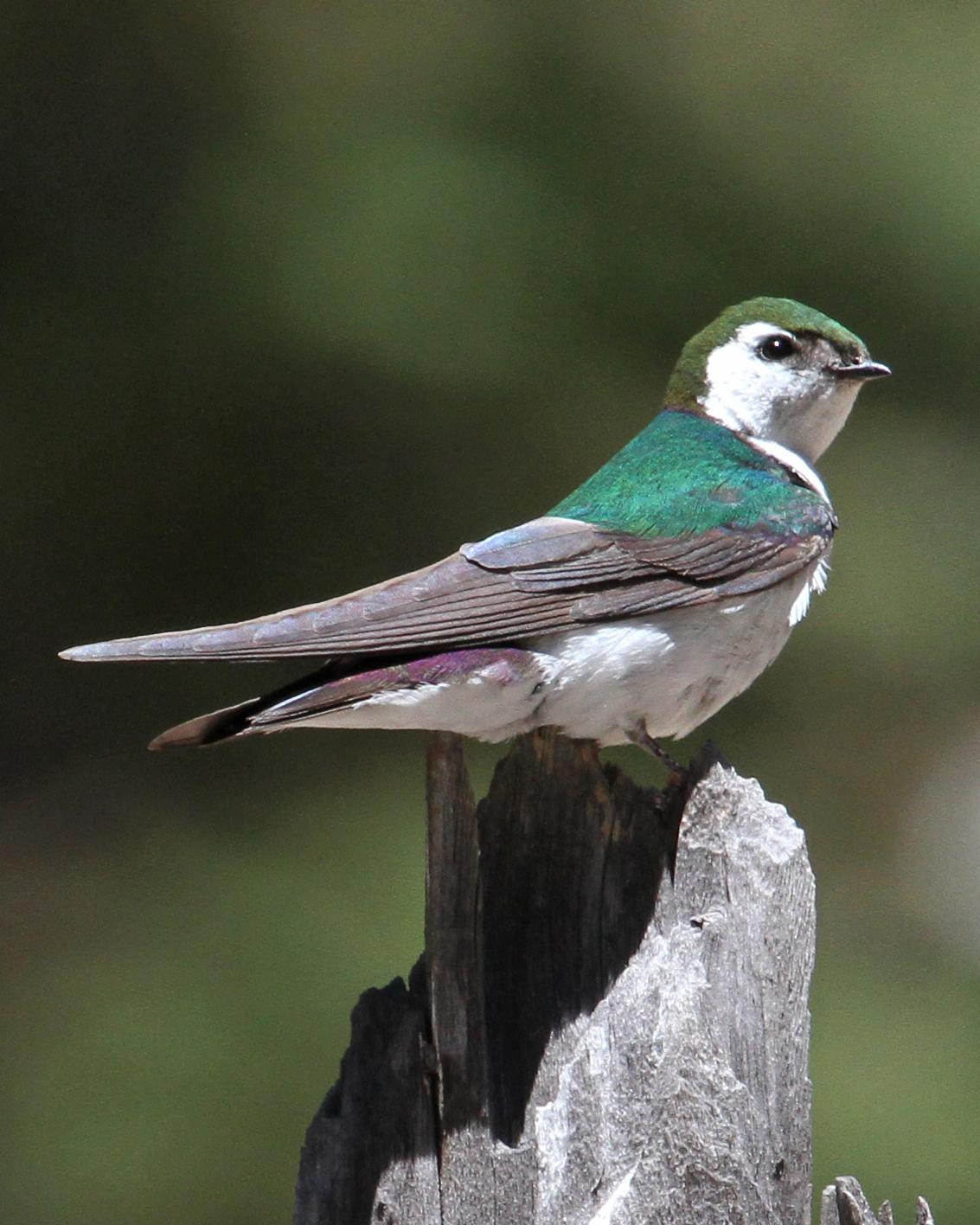 Violet-green Swallow Photo by Jamie Chavez