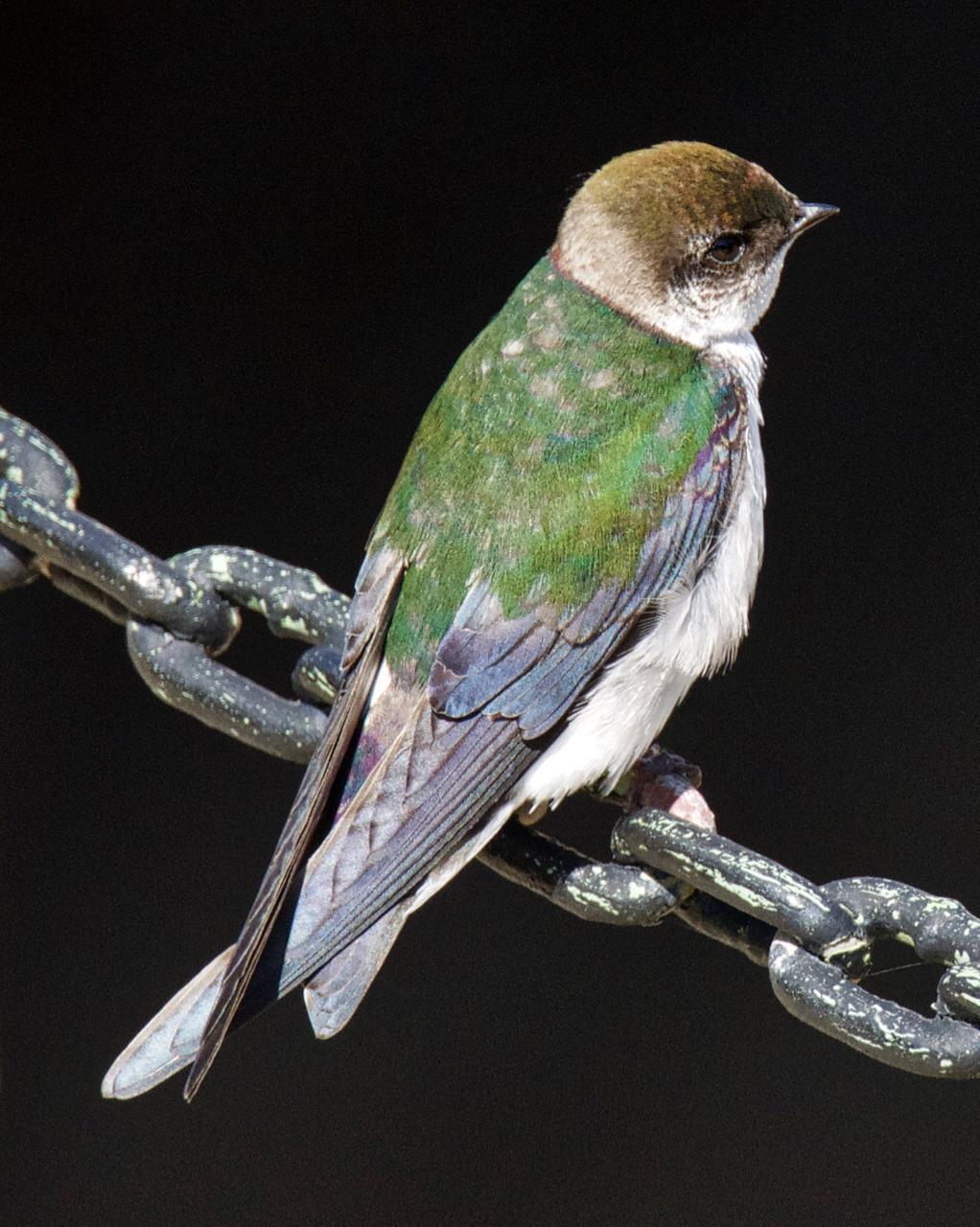 Violet-green Swallow Photo by Brian Avent