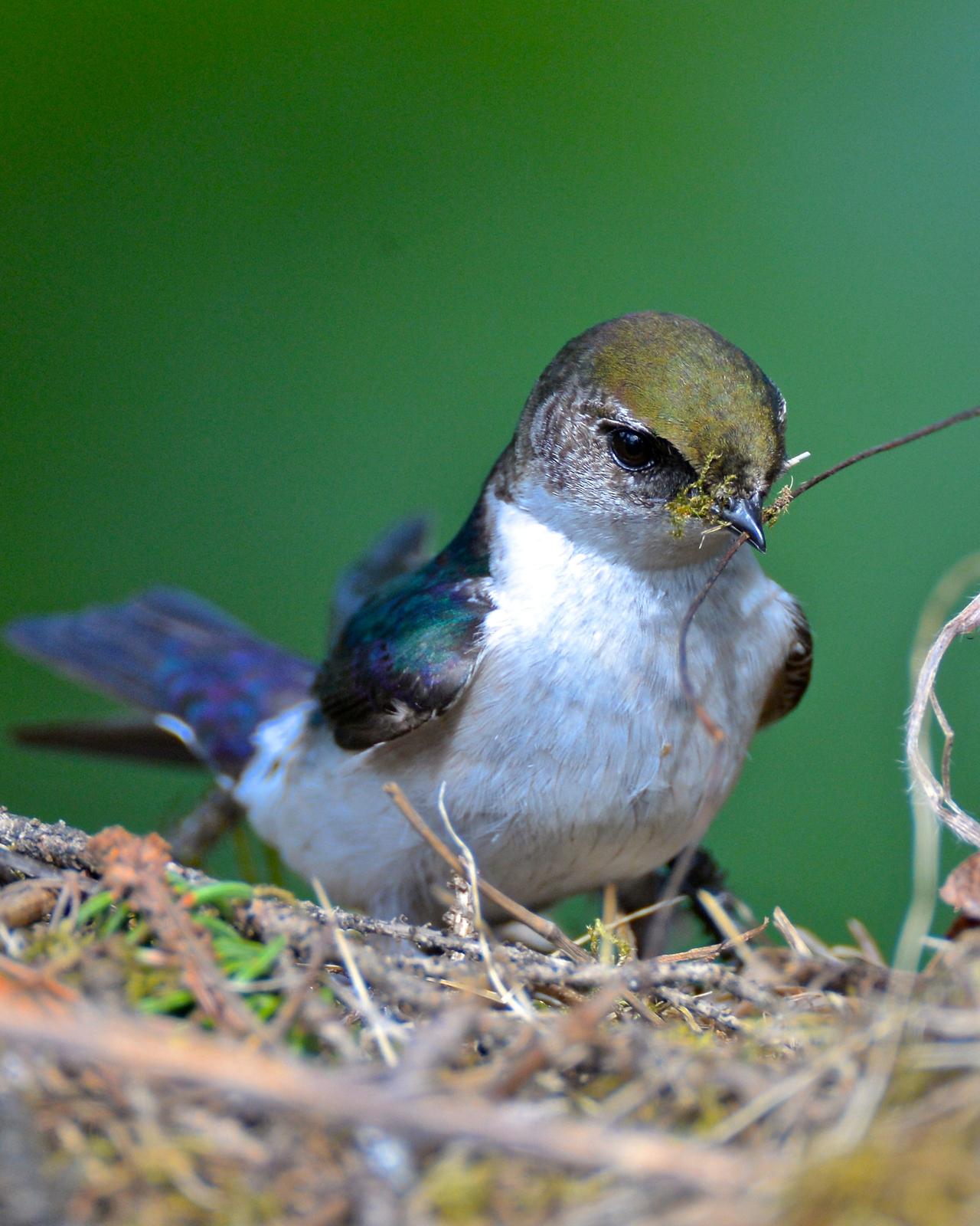 Violet-green Swallow Photo by Gerald Friesen