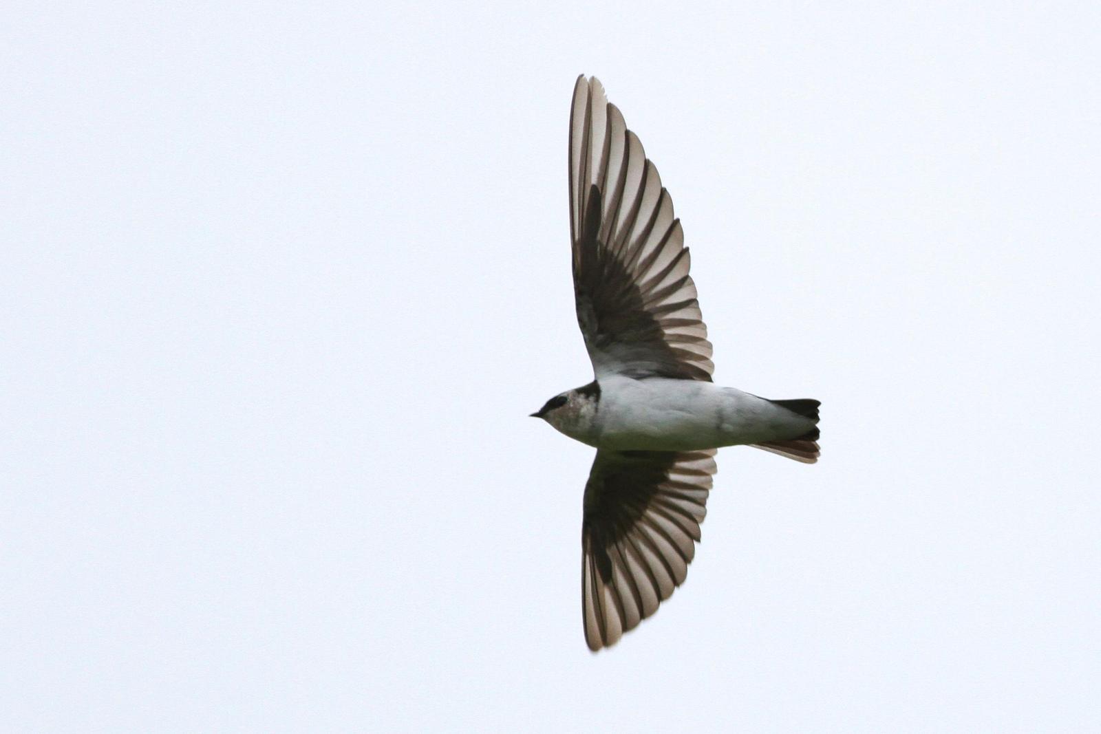 Violet-green Swallow Photo by Alex Lamoreaux