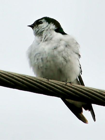 Violet-green Swallow Photo by Dan Tallman