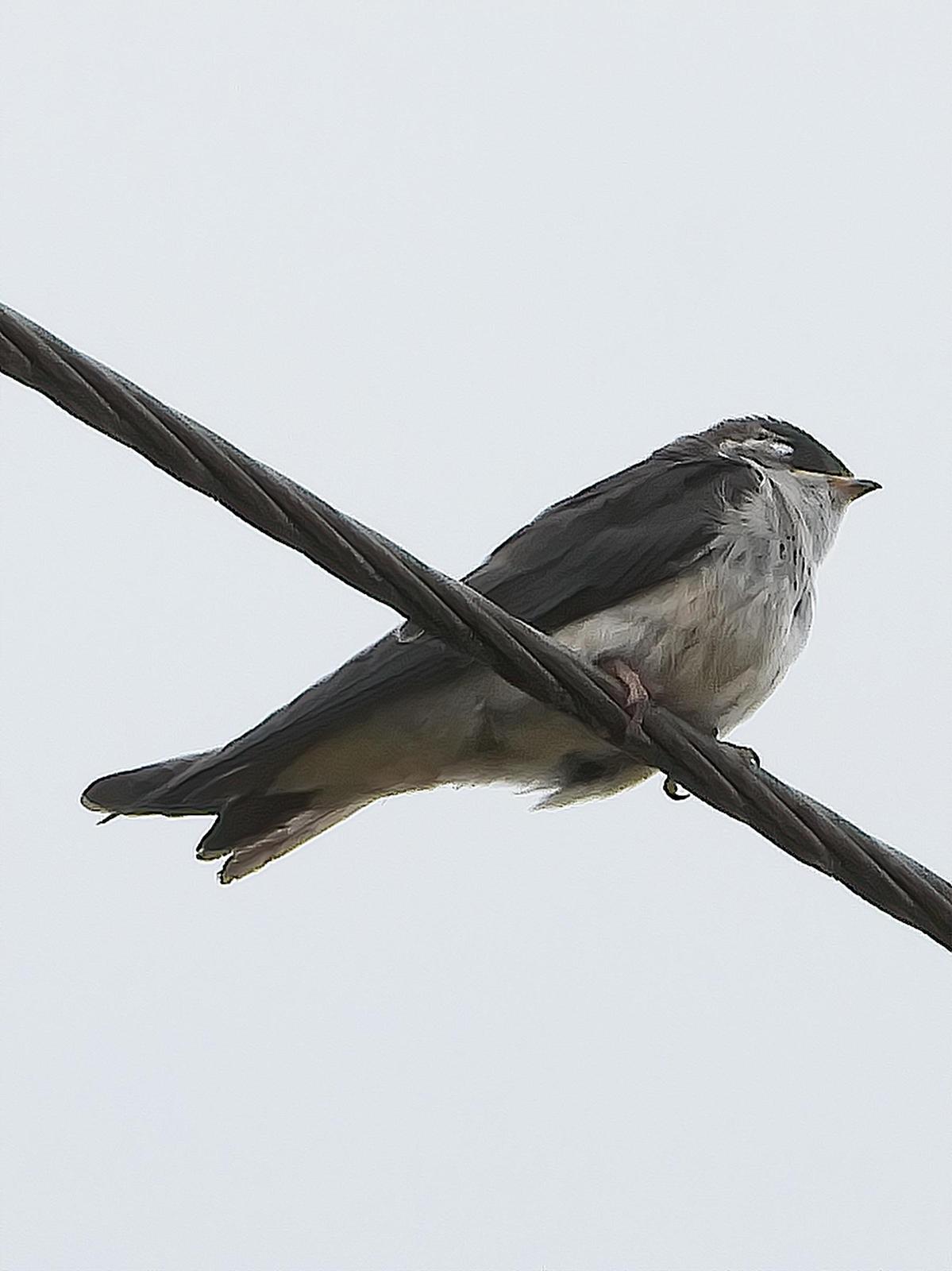 Violet-green Swallow Photo by Dan Tallman