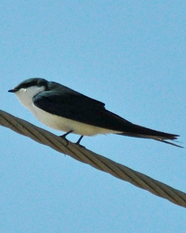 Bahama Swallow Photo by Kyle Kittelberger
