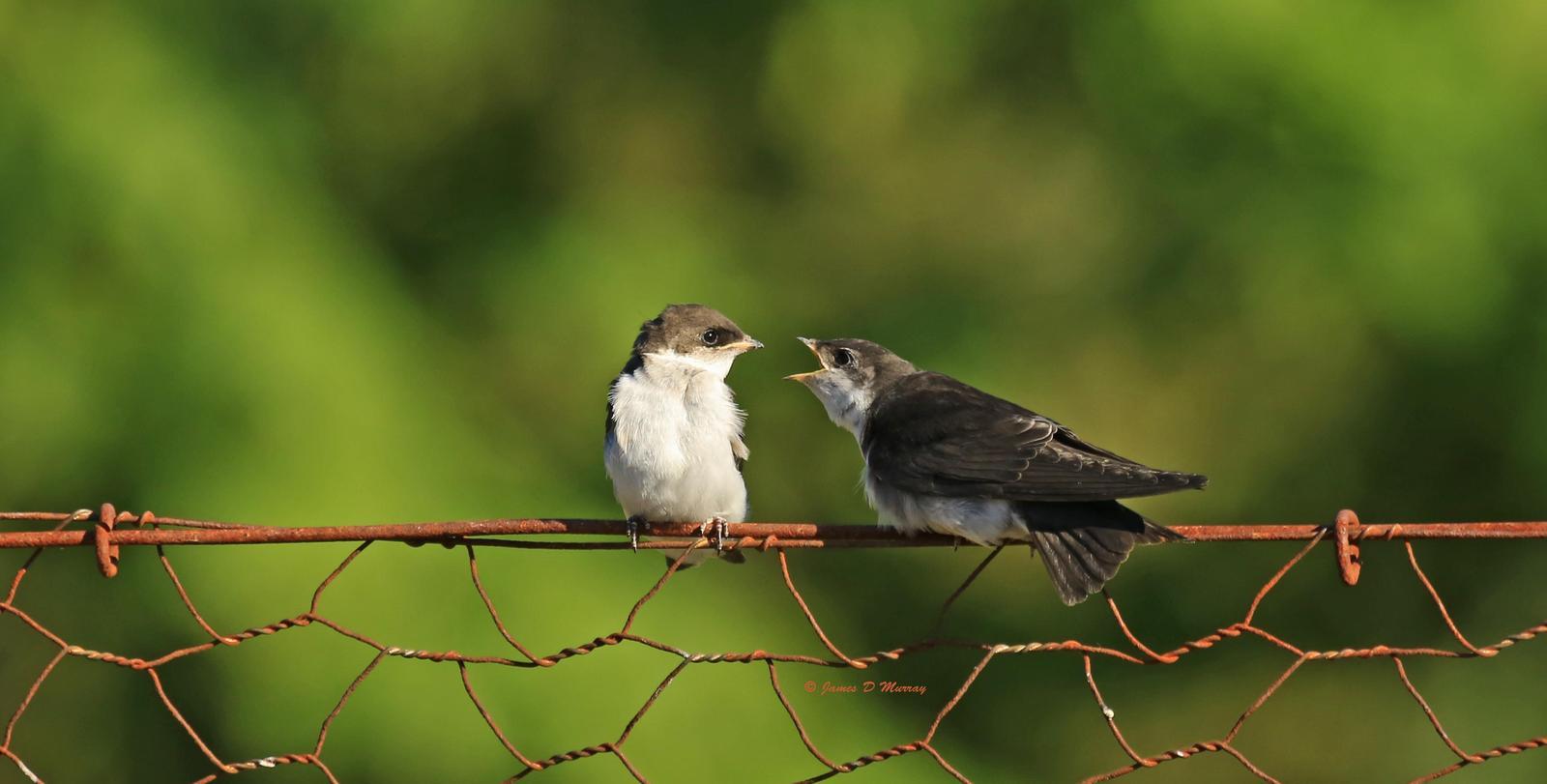 Bank Swallow Photo by Jim  Murray