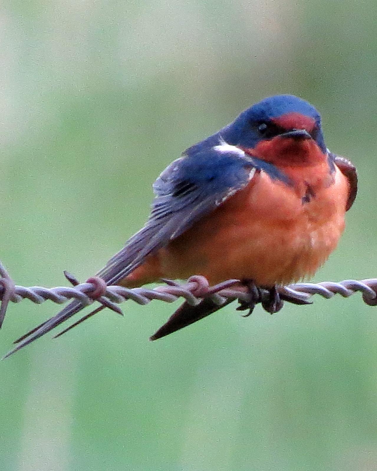 Barn Swallow Photo by Kelly Preheim