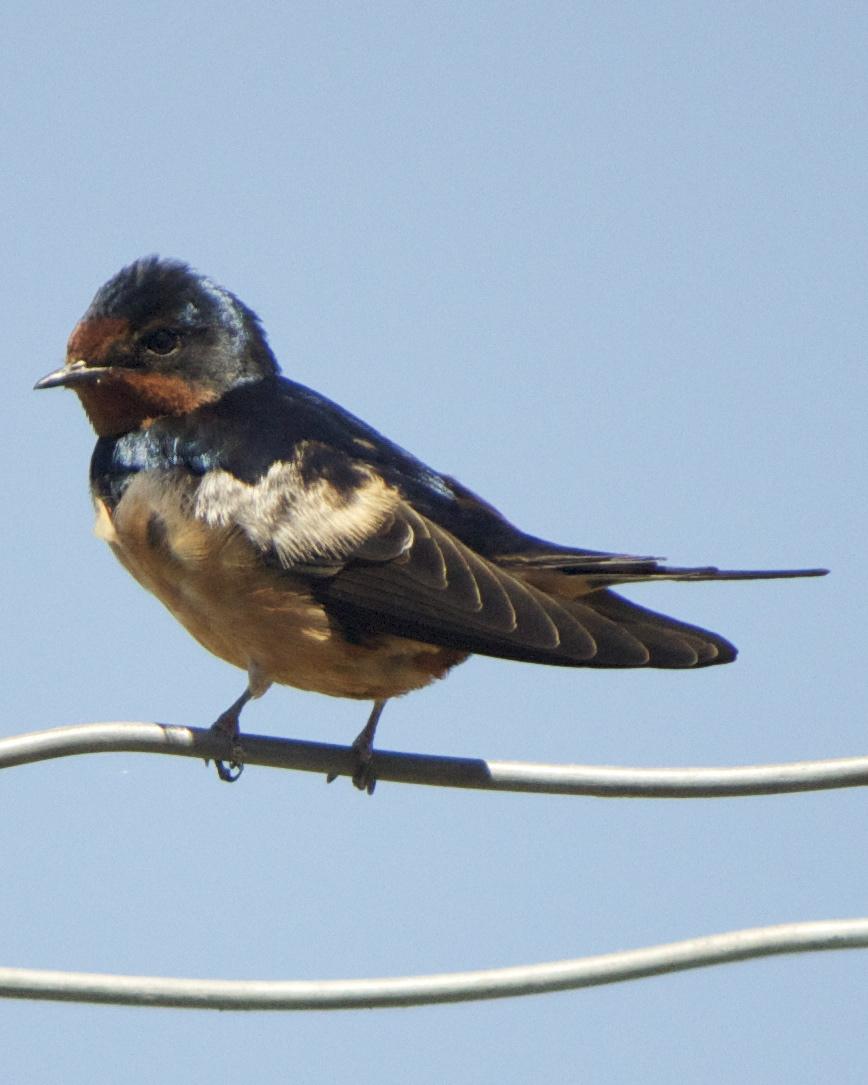 Barn Swallow Photo by Mark Baldwin