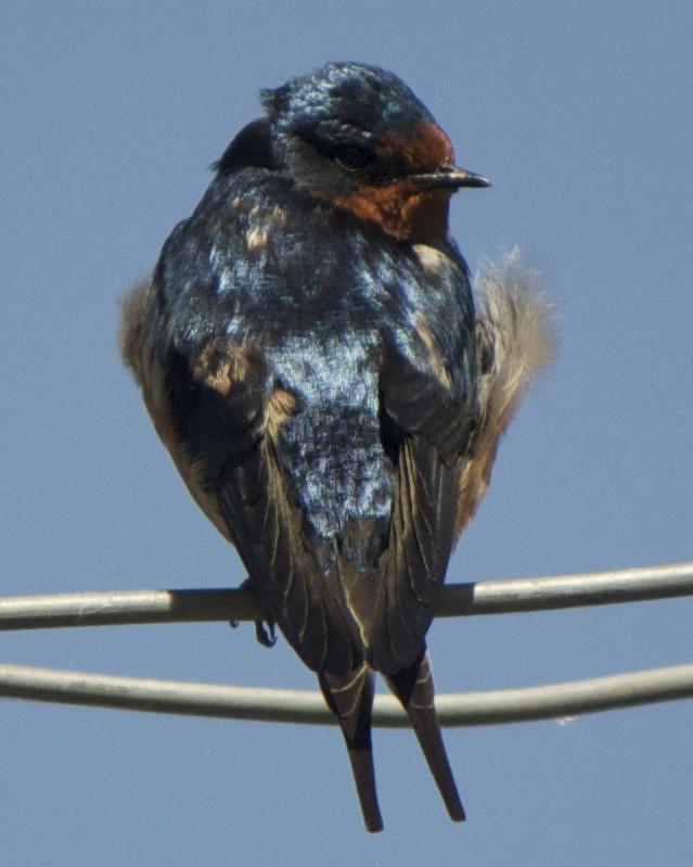 Barn Swallow Photo by Mark Baldwin