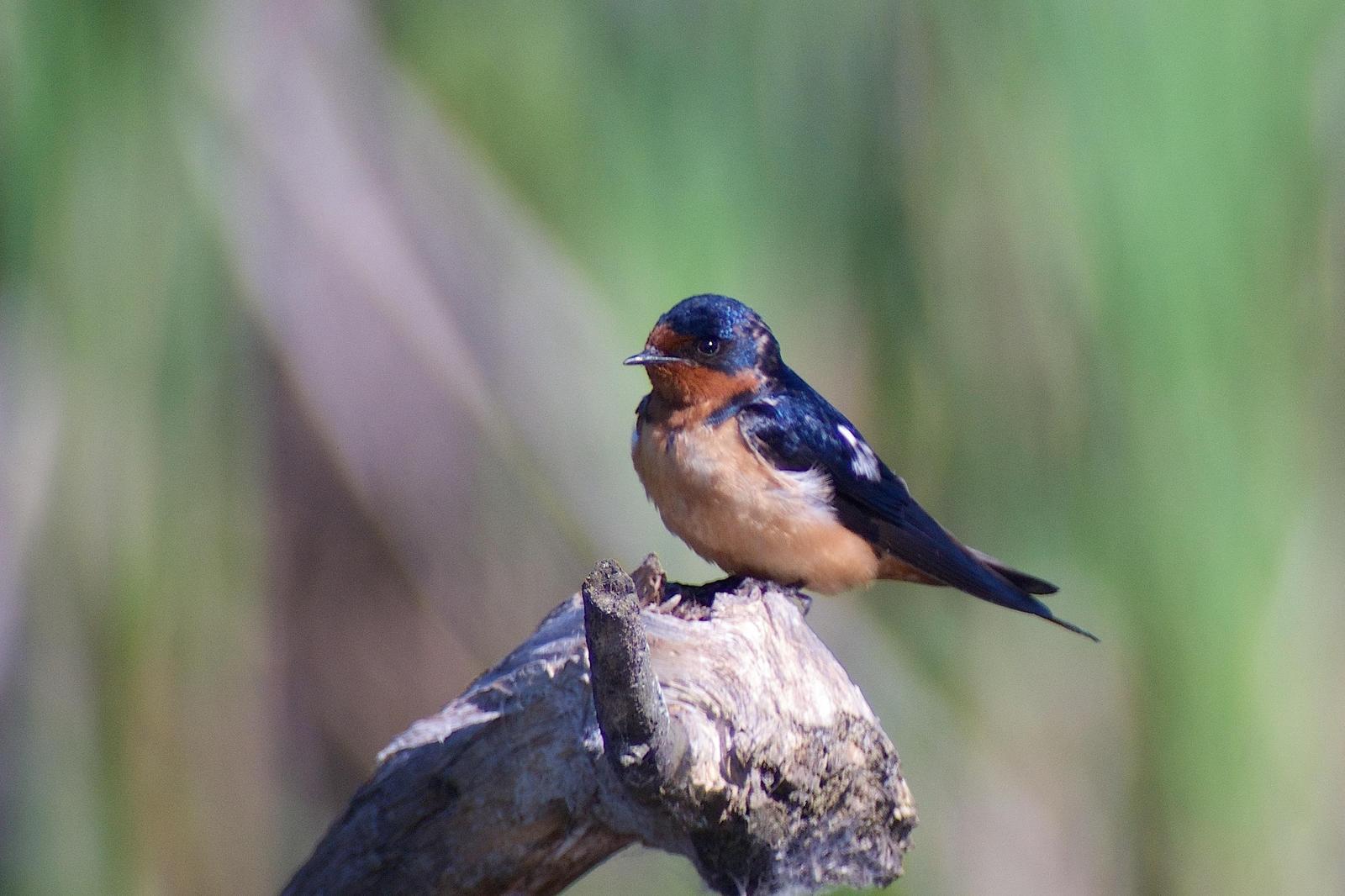 Barn Swallow Photo by Gerald Hoekstra
